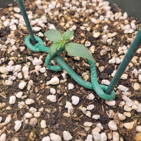 Bruce Banner Auto growlog timeline photo