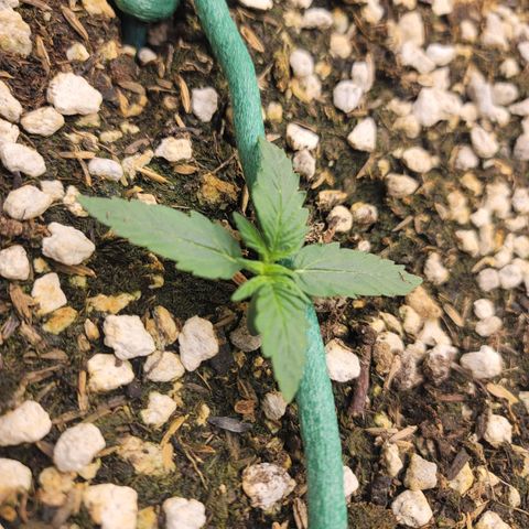 Mango Isle growlog timeline photo
