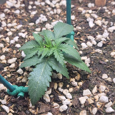 Forbidden Runtz auto growlog photo: Just after water