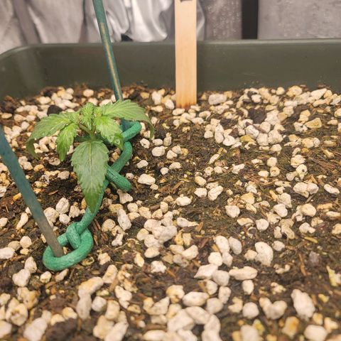 Bruce Banner Auto growlog photo: Just after water