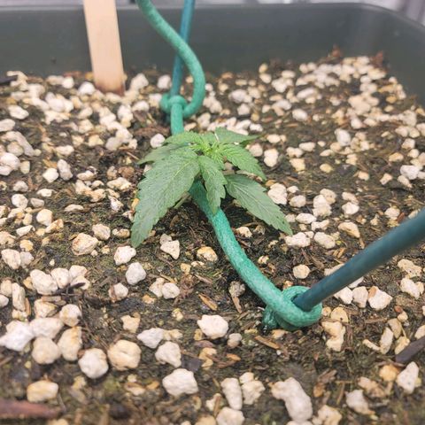 Mango Isle growlog photo: Just after water