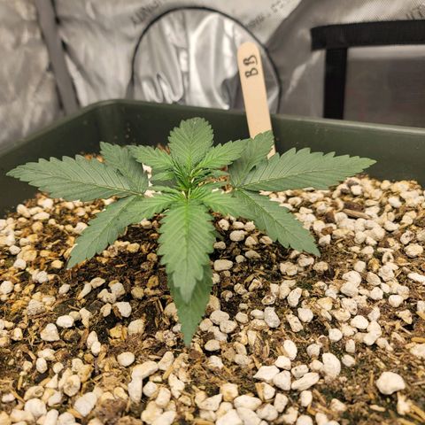 Bruce Banner Auto growlog timeline photo
