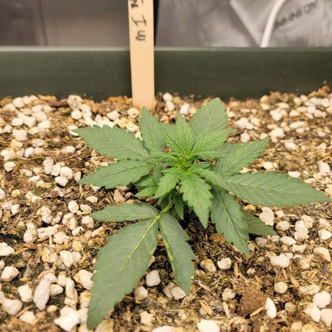 Mango Isle growlog timeline photo