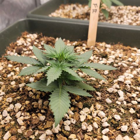 Forbidden Runtz auto growlog timeline photo