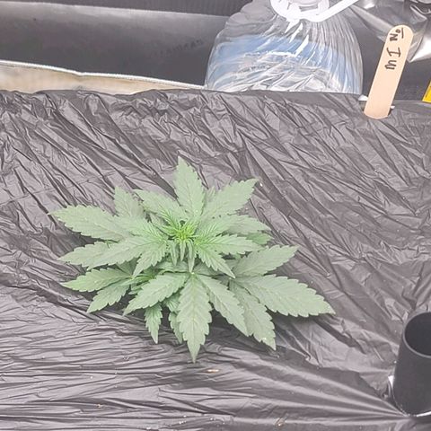 Mango Isle growlog timeline photo