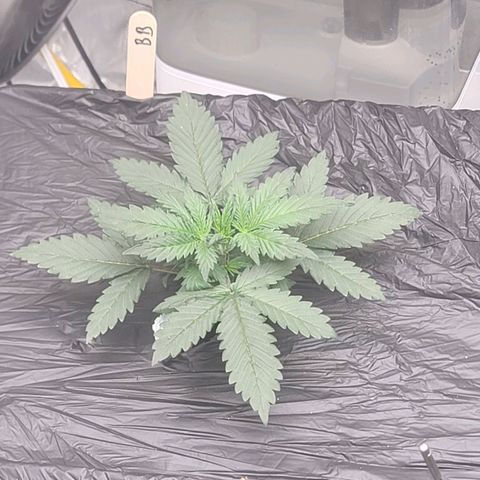Bruce Banner Auto growlog timeline photo