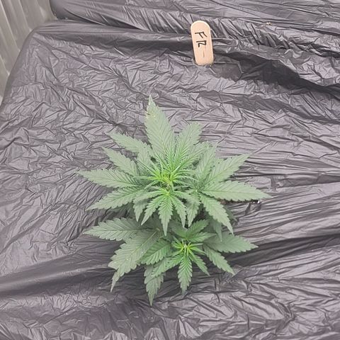 Forbidden Runtz auto growlog timeline photo
