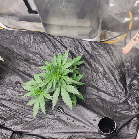 Mango Isle growlog timeline photo