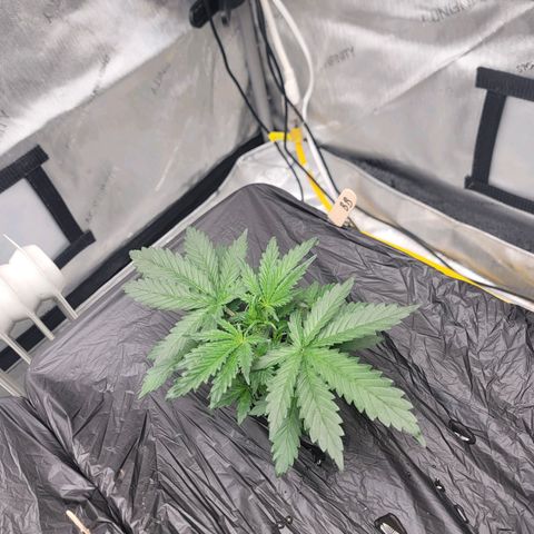 Bruce Banner Auto growlog timeline photo