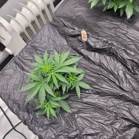 Forbidden Runtz auto growlog timeline photo