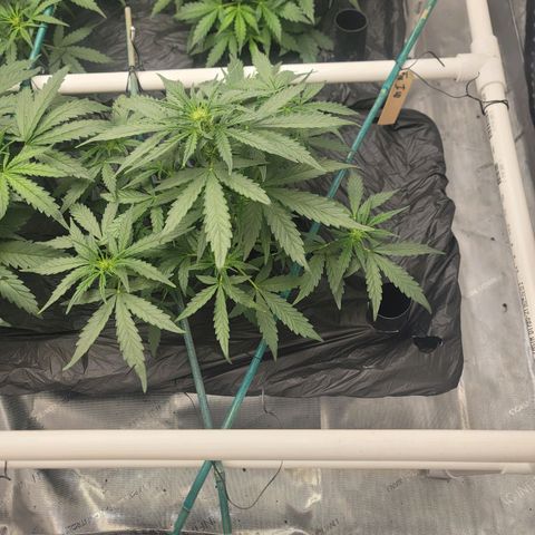 Mango Isle growlog timeline photo