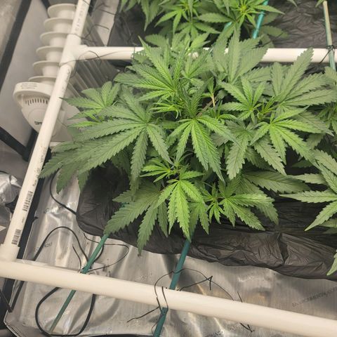 Bruce Banner Auto growlog timeline photo