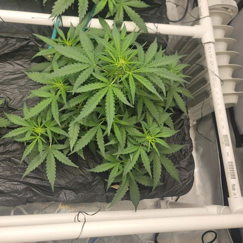 Forbidden Runtz auto growlog timeline photo