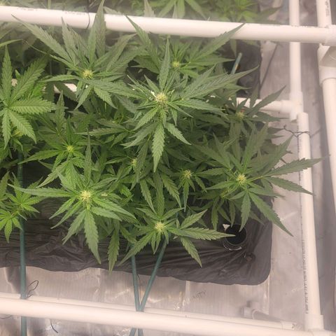 Mango Isle growlog timeline photo