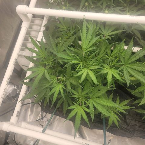 Bruce Banner Auto growlog timeline photo