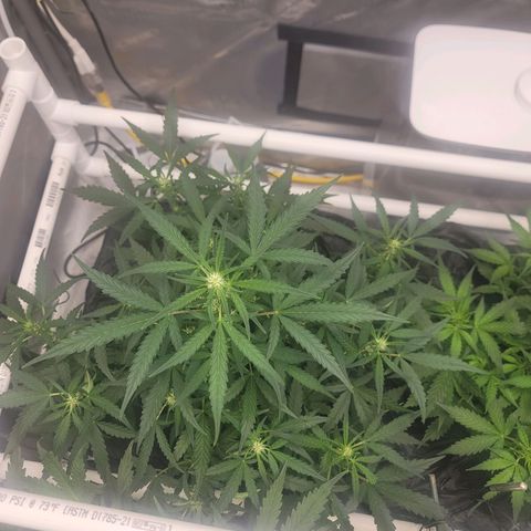 Forbidden Runtz auto growlog timeline photo