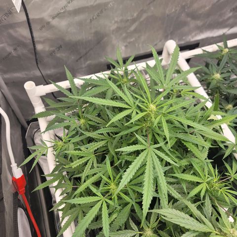 Bruce Banner Auto growlog timeline photo