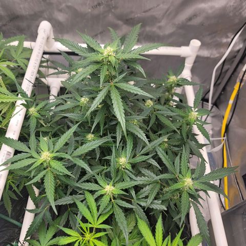 Forbidden Runtz auto growlog timeline photo