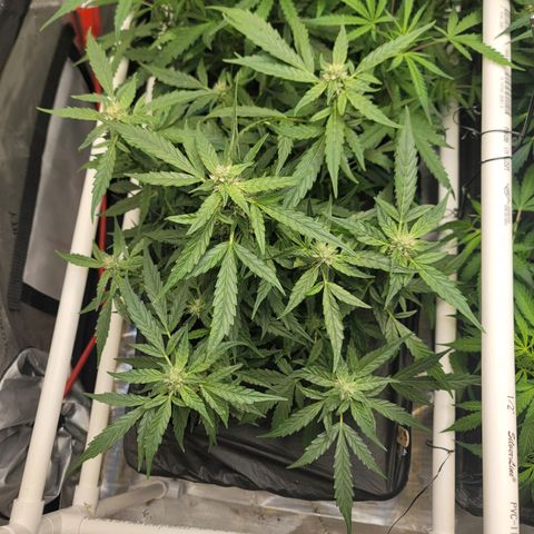 Mango Isle growlog timeline photo