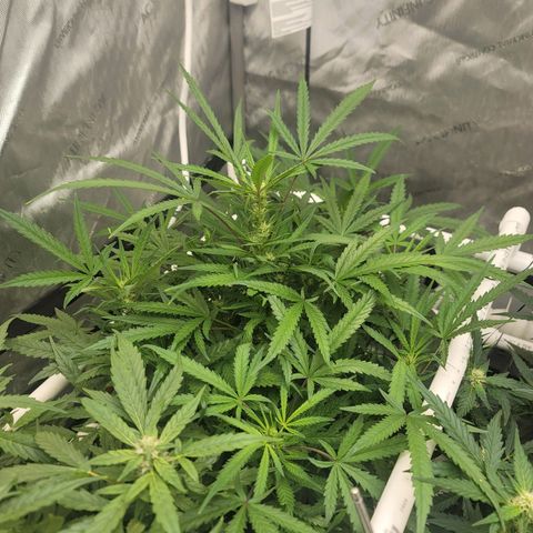 Bruce Banner Auto growlog photo: Praying