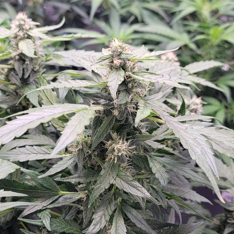 Mango Isle growlog timeline photo
