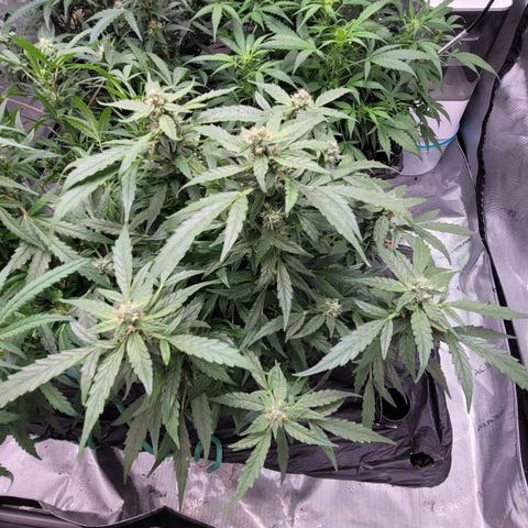Mango Isle growlog timeline photo