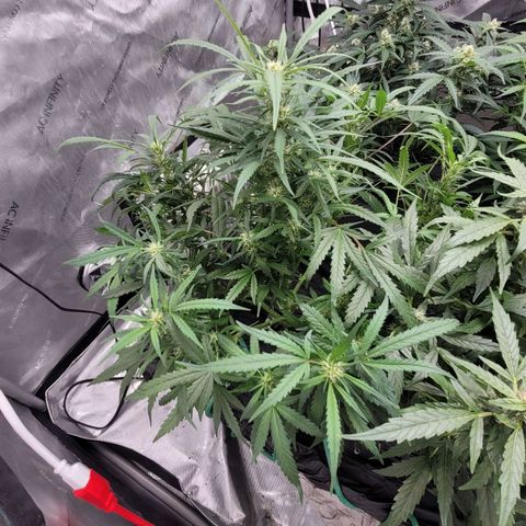 Bruce Banner Auto growlog timeline photo