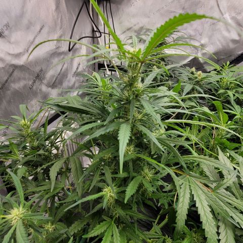 Bruce Banner Auto growlog timeline photo