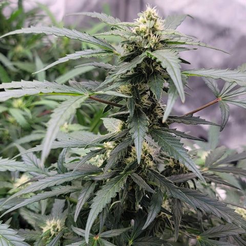 Forbidden Runtz auto growlog timeline photo