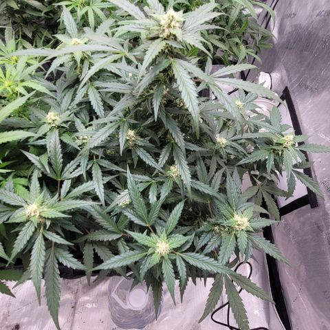 Forbidden Runtz auto growlog timeline photo