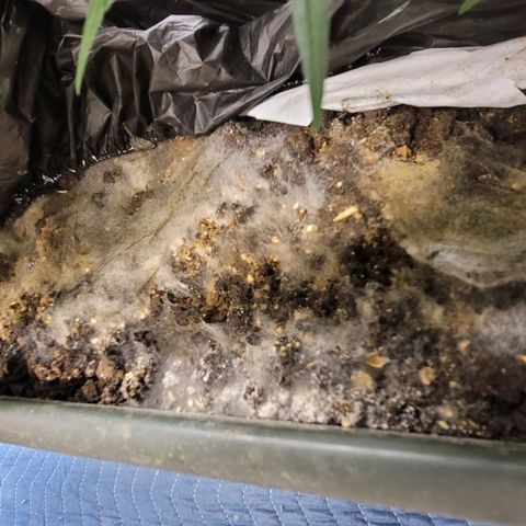 Forbidden Runtz auto growlog timeline photo