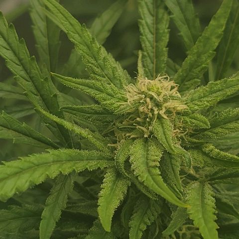Bruce Banner Auto growlog timeline photo