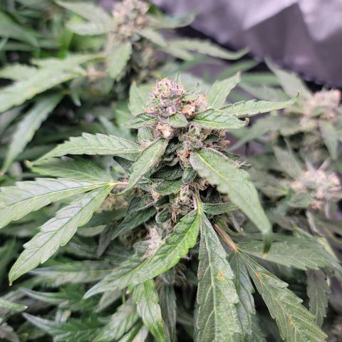 Mango Isle growlog timeline photo