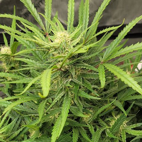 Bruce Banner Auto growlog timeline photo