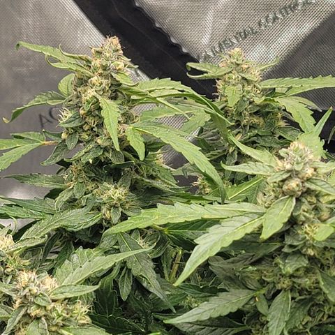 Mango Isle growlog timeline photo