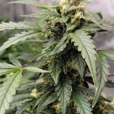Forbidden Runtz auto growlog timeline photo