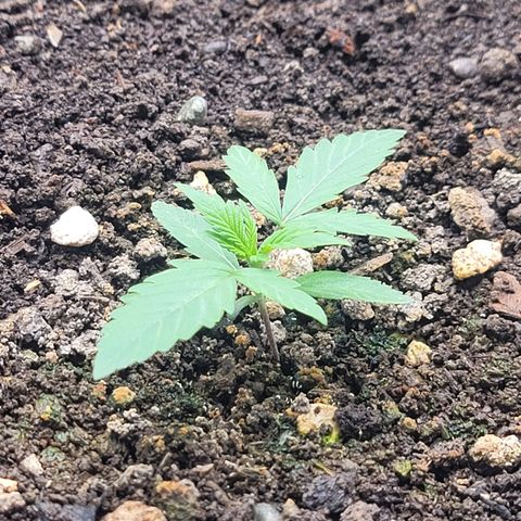 Popesicle growlog timeline photo