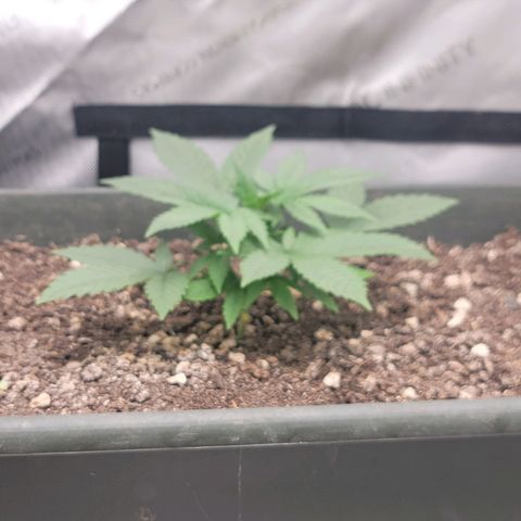Popesicle growlog timeline photo