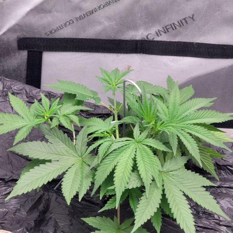Popesicle growlog timeline photo