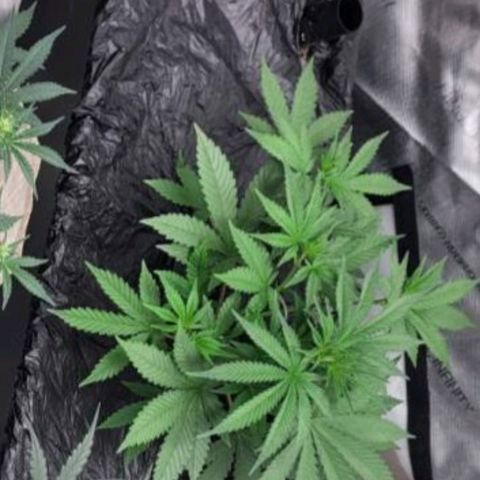 Popesicle growlog timeline photo