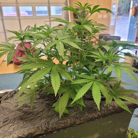Popesicle growlog timeline photo