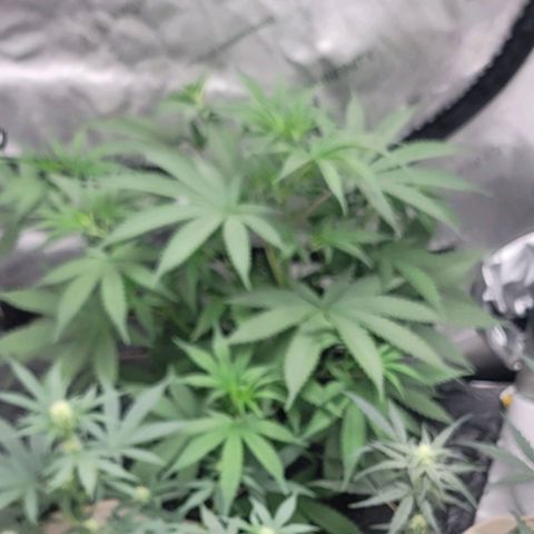 Popesicle growlog timeline photo