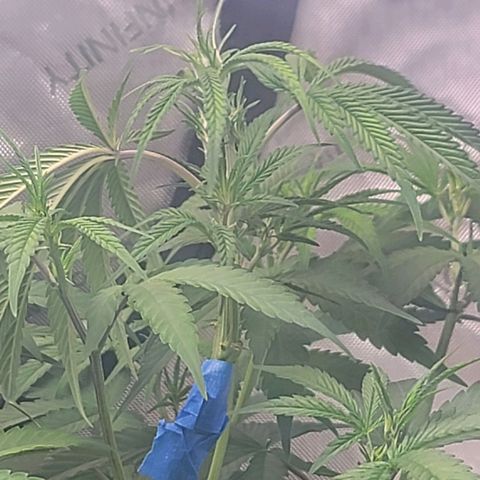 Popesicle growlog timeline photo