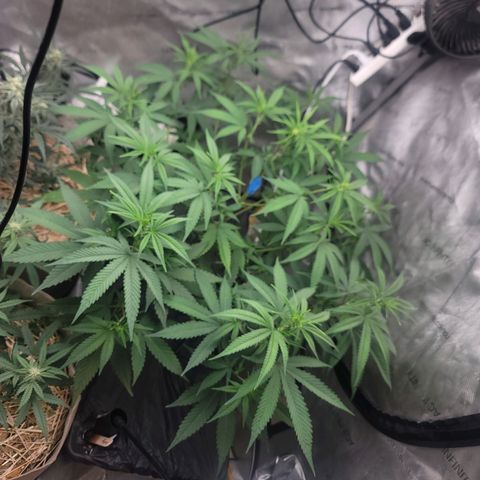 Popesicle growlog timeline photo