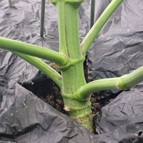 Popesicle growlog timeline photo