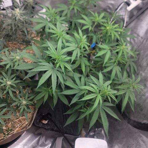 Popesicle growlog timeline photo