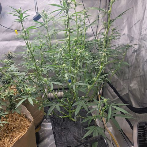Popesicle growlog timeline photo