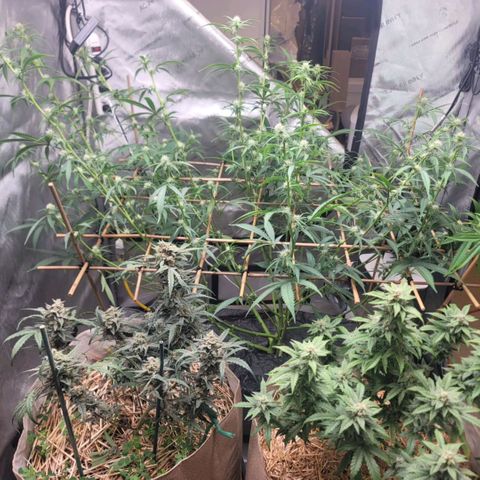 Popesicle growlog timeline photo