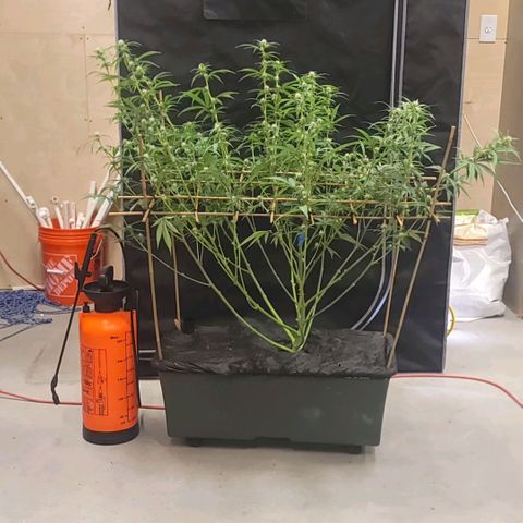 Popesicle growlog timeline photo