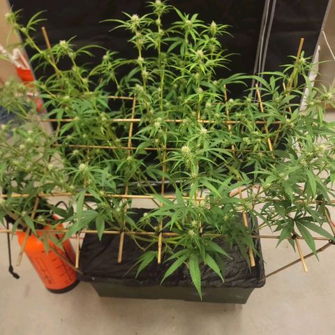 Popesicle growlog timeline photo